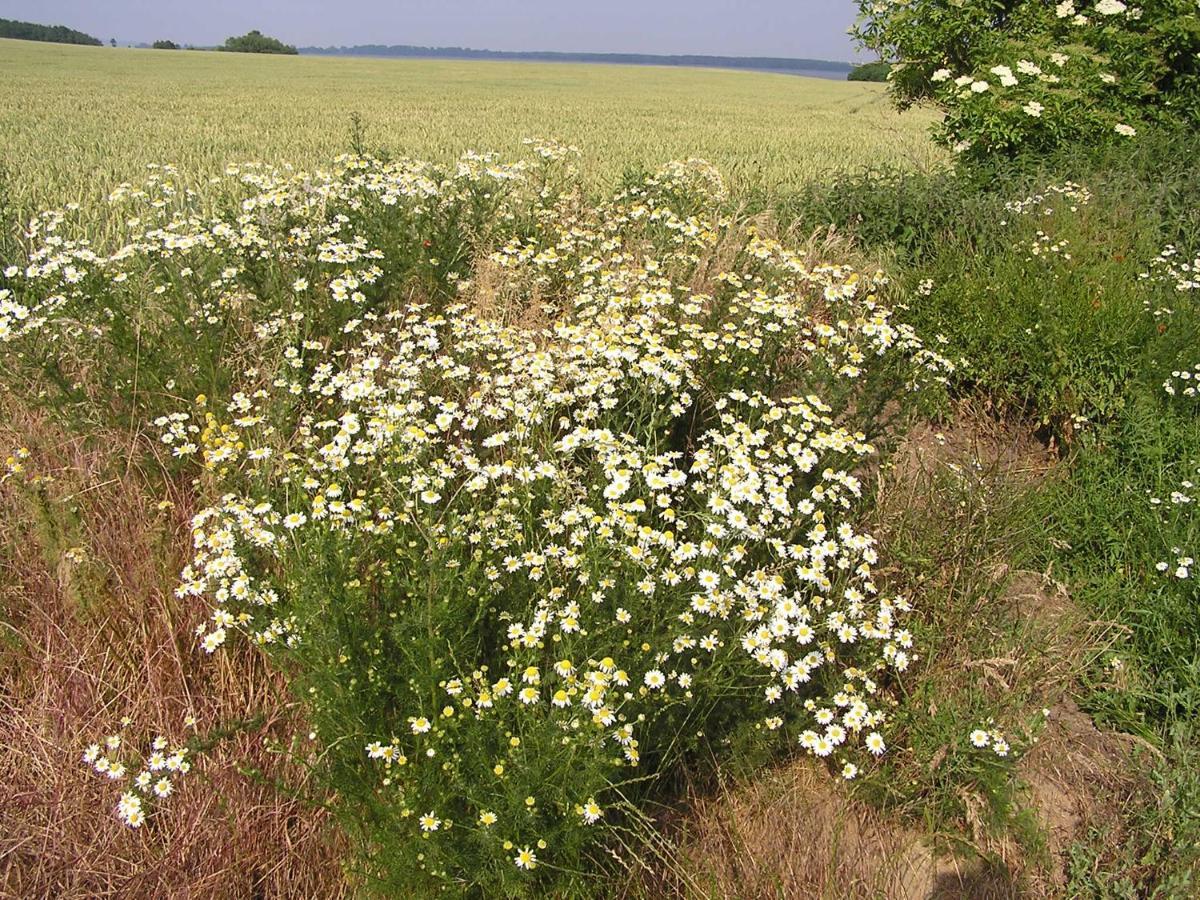 Peeneurlaub Lassan Zewnętrze zdjęcie